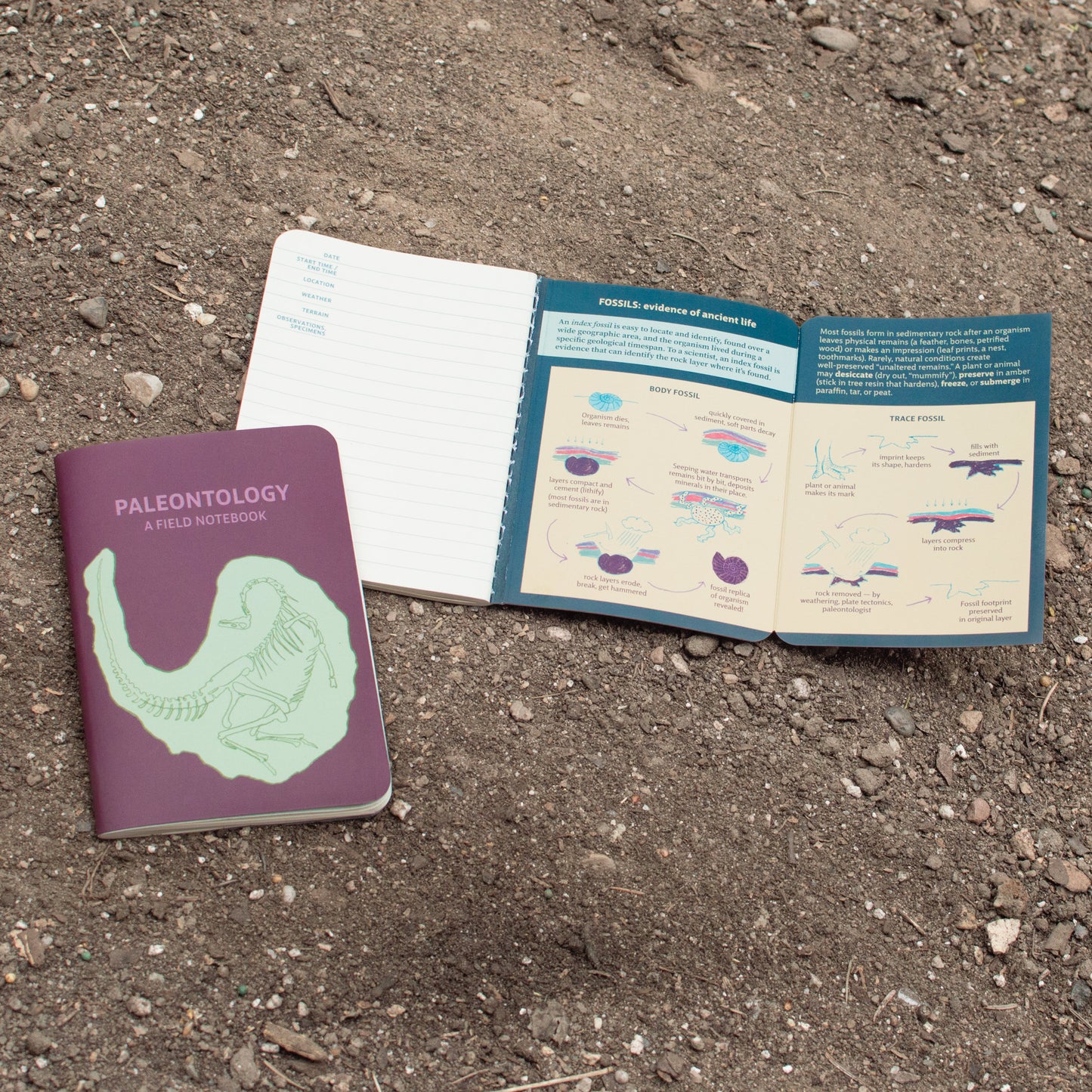 Paleontology A Field Notebook